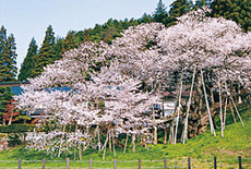 自家源泉 臥龍の湯 臥龍の郷